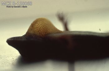 Media type: image;   Herpetology R-158068 Description: Photo of animal in life, taken in the field by Dr. Kenneth Ichiro Miyata. A slide of the photo was scanned in 2012 by Melissa Wooley.;  Aspect: head lateral
